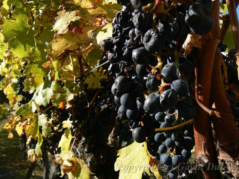 Cabernet sauvignon, Boireann vineyard P1070992.JPG